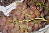 Raim rosat